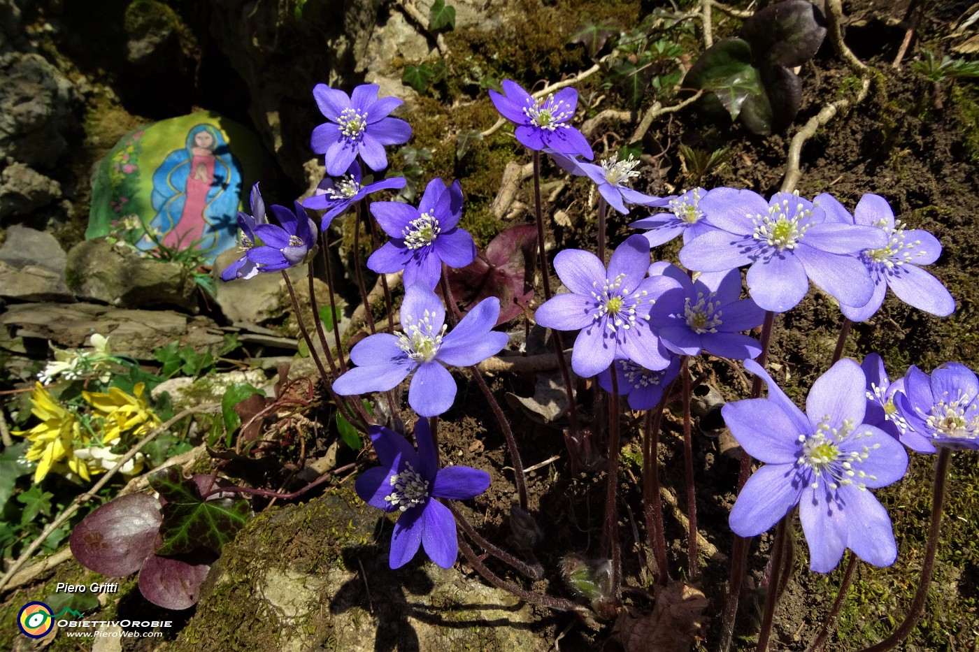 30 Hepatica noblilis per la Madonnina.JPG